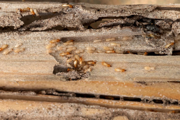 Best Pest Prevention Services  in Rosedale, WA